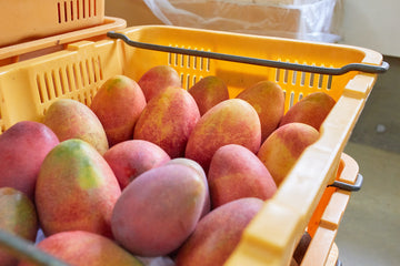 完熟マンゴーの予約販売がはじまりました！