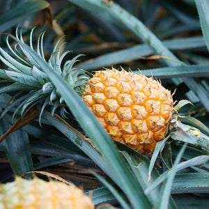 今が旬です！小橋川さんのスナックパイン