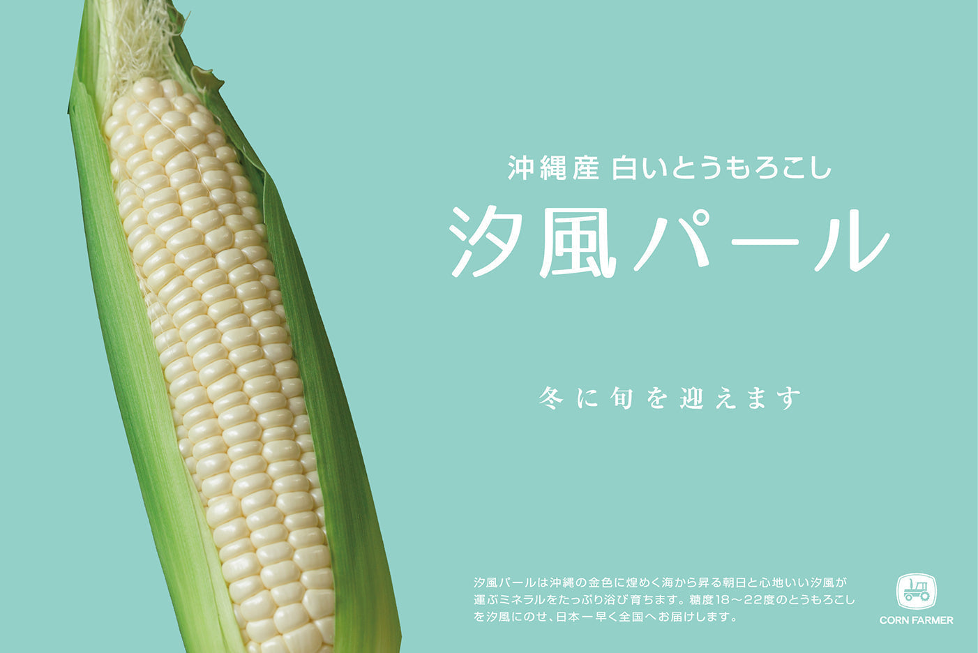 予約受付開始！【汐風パール】 冬に旬を迎える沖縄産白いとうもろこし