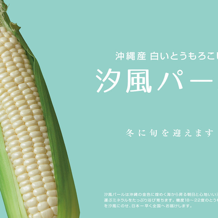 予約受付開始！【汐風パール】 冬に旬を迎える沖縄産白いとうもろこし