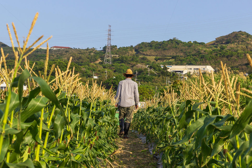 予約受付開始！【汐風パール】7kg(24〜27本)前後 冬に旬を迎える沖縄産白いとうもろこし