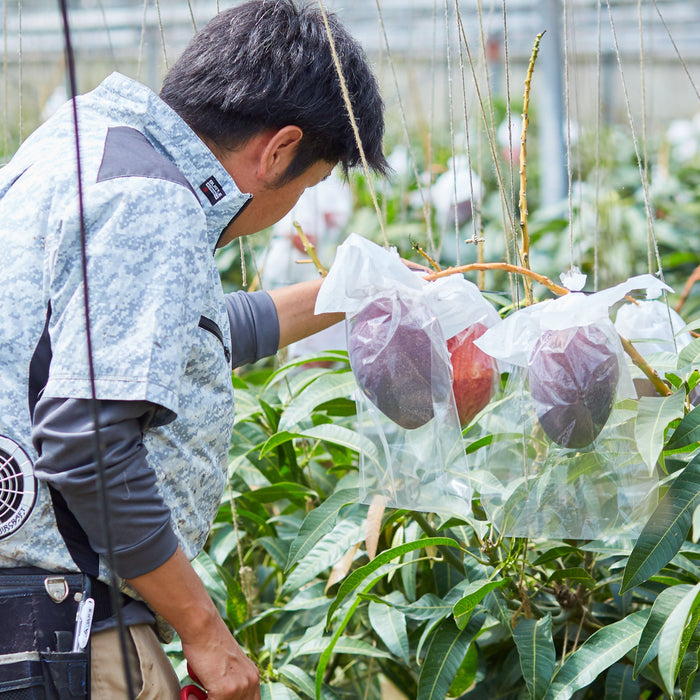 【訳あり】沖縄県産完熟マンゴー（1.2kg目安）